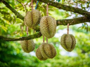 新鲜草莓、绿色丝瓜、巨型榴莲，还有更多你没尝过的水果，快来购买吧