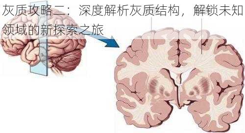 灰质攻略二：深度解析灰质结构，解锁未知领域的新探索之旅